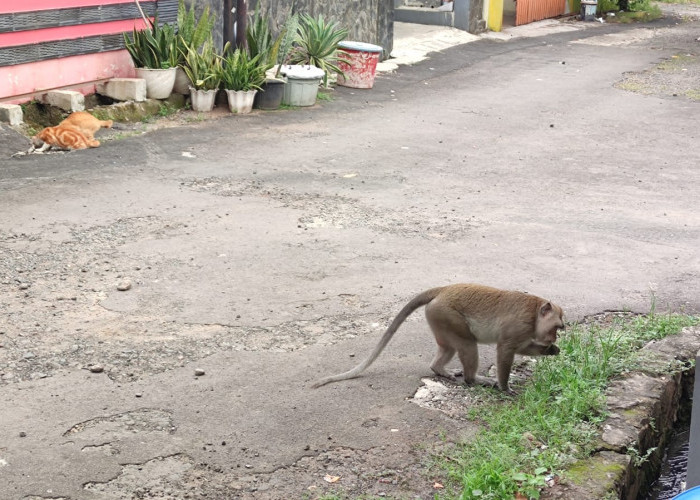 Monyet Ekor Panjang Muncul di Perumahan Bima Cirebon, Berebut Makan dengan Kucing