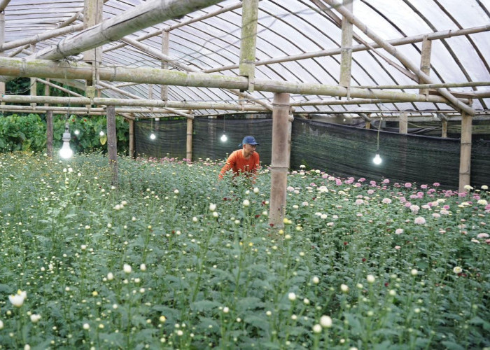 Electrifying Agriculture PLN Tingkatkan Produktivitas Petani Bunga Krisan di Tomohon