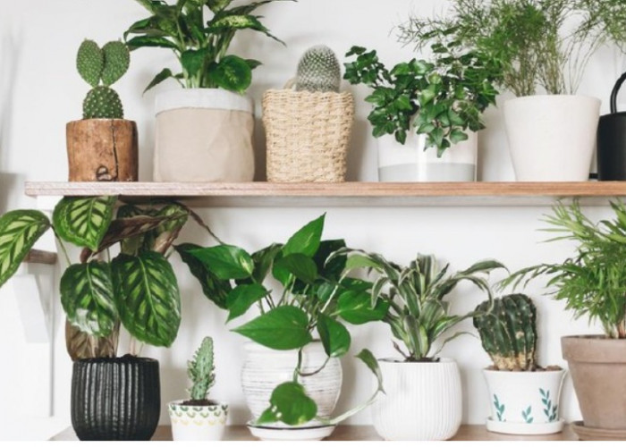 Bikin Rumah Makin Estetik dengan 7 Tanaman Gantung Pot Minimalis yang Mudah Dirawat Ini, Cocok untuk Pemula