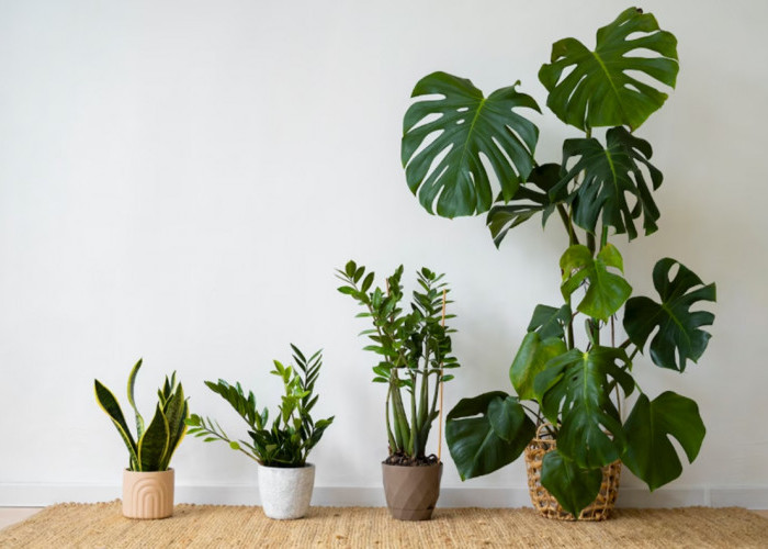 Rumah Makin Estetik, Rezeki Lancar! Ini 6 Tanaman Hias Pembawa Keberuntungan 2026 yang Wajib Punya