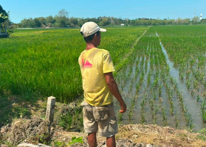 Kekeringan dan Wereng Serang Sawah Desa Wanakaya Cirebon, Petani Minta Irigasi Segera Dinormalisasi