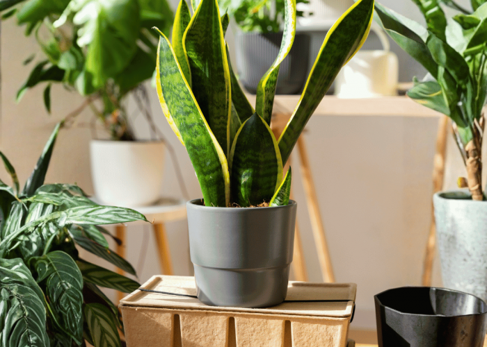 Ingin Rumah Positif Vibes? Ini 5 Tanaman Hias Outdoor yang Dipercaya Bawa Energi Baik Menurut Feng Shui