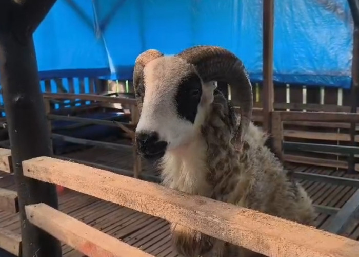 Cegah Kematian Ternak, Bumdes Munjul Berkah Perketat Perawatan Kambing