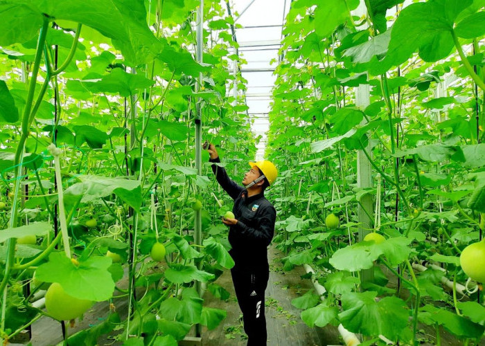 Bukan Energi Listrik Saja, Begini Cara Pertamina Dorong Pemanfaatan Panas Bumi untuk Perekonomian Rakyat
