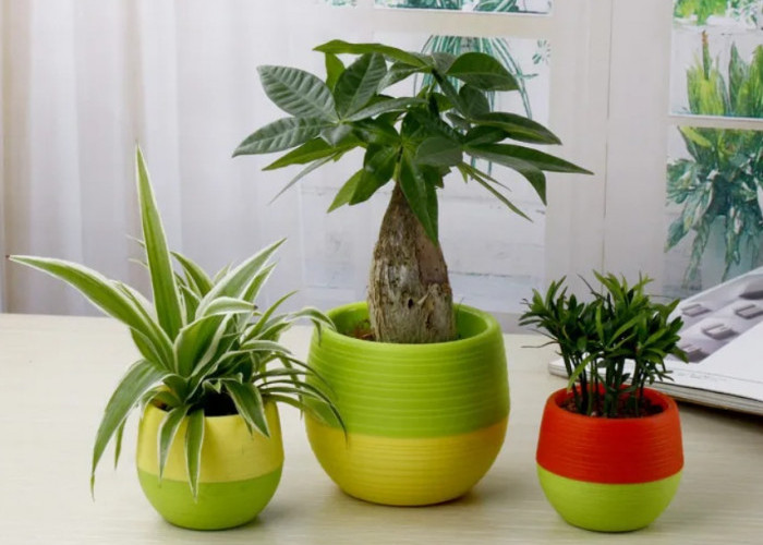 Ingin Interior Lebih Segar? Coba 7 Tanaman Indoor Hias Minimalis Ini di Rumah yang Cocok untuk Pemula 