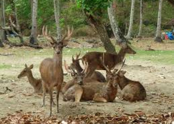 Ini Dia Wisata Populer di Pangandaran Selain Pantai yang Keren Abis 