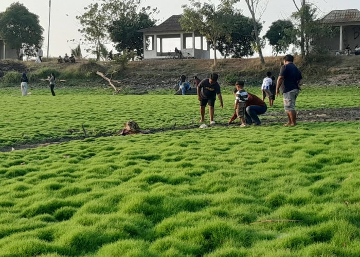 Air Embung Wanakaya Surut, Dasar Embung Jadi Spot Menikmati Sunset