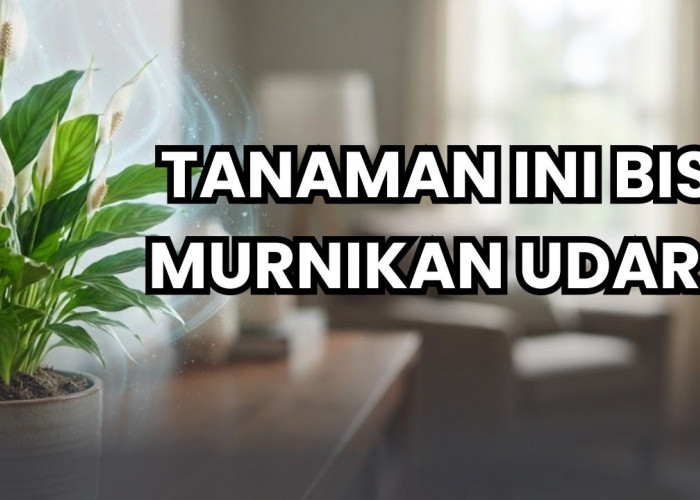 5 Tanaman Hias Pembawa Rezeki Ini Punya Banyak Manfaat Untuk Penghuni Rumah, Nomor 1 Pembersih Polusi!