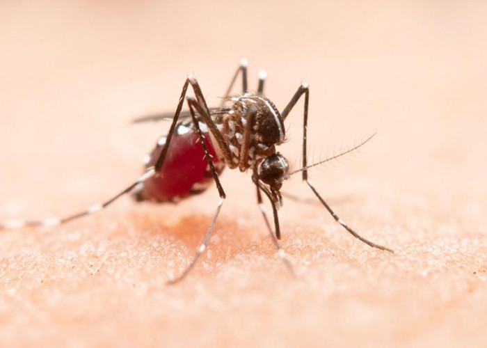 Penyebaran Bakteri Wolbachia, Upaya Nyata Tekan Angka Demam Berdarah Dengue