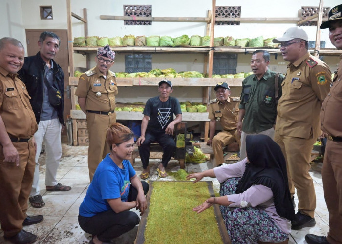 Tembakau Kuningan, Molegede dan Paliken Penikmatnya Sudah Banyak, Sudah Dapat Sertifikat