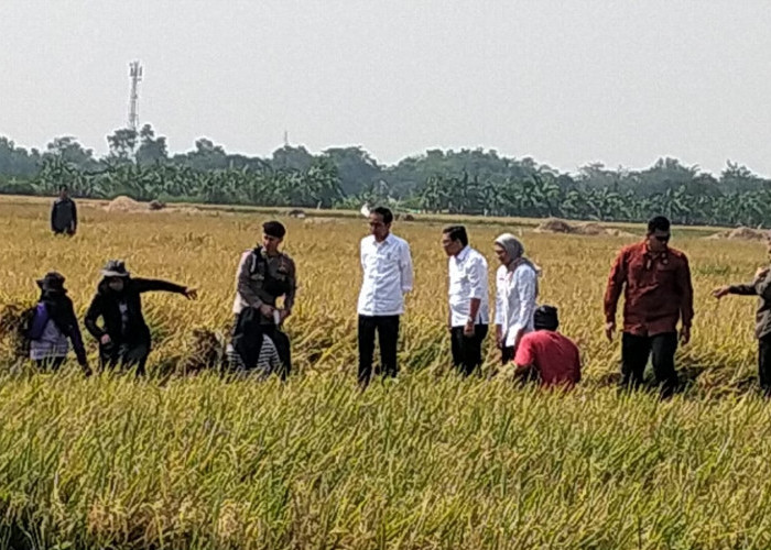 Presiden Jokowi Tiba di Indramayu, Langsung Turun ke Sawah Lihat Petani Panen
