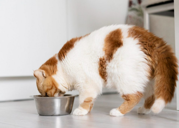 6 Makanan Kucing Murah tapi Berkualitas