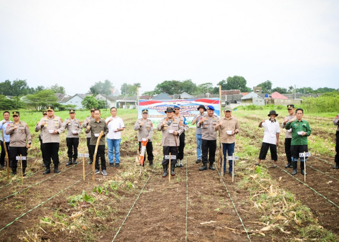 Dukung Swasembada Pangan, Polresta Cirebon Tanam Jagung Serentak di Lahan 2 Hektare