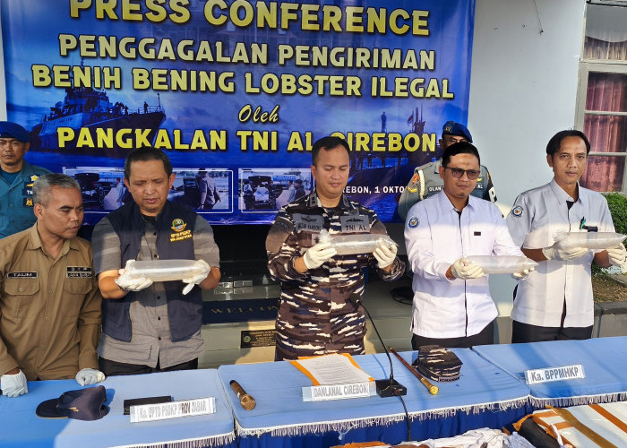 Lanal Cirebon Gagalkan Penyelundupan 75.435 Benih Lobster di Tol Cipali, Nilainya Ditaksir Miliaran Rupiah