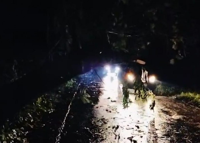 Pohon Trembesi Tumbang di Pesawahan Susukan Lebak, Halangi Jalan Sindanglaut-Sedong 