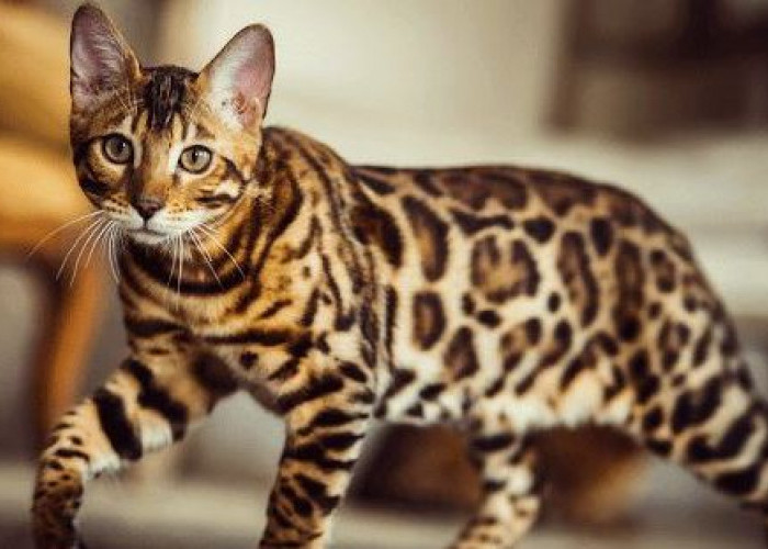 Mengenal Ras Kucing Toyger yang Mirip Harimau