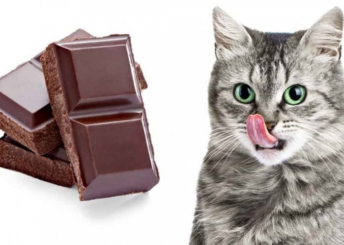 Amankah Jika Kucing Mengkonsumsi Cokelat?