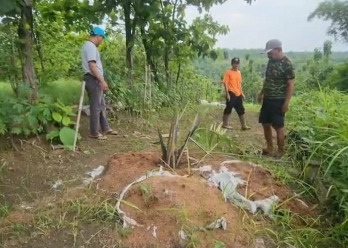 Kebun Sawit Tak Berizin Diduga Masuk Kawasan Hutan Cigobang Cirebon, Ancaman Lingkungan Mengintai