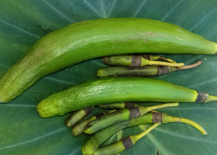 Randu Memang Unik, Mirip Buah tapi Tak Enak Dimakan, Dijuluki ‘Pahlawan Tanpa Tanda Jasa’