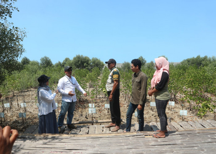 Menangkal Abrasi di Pantura Cirebon, Begini Perjuangan Fachrudin Cs Melestarikan Hutan Mangrove