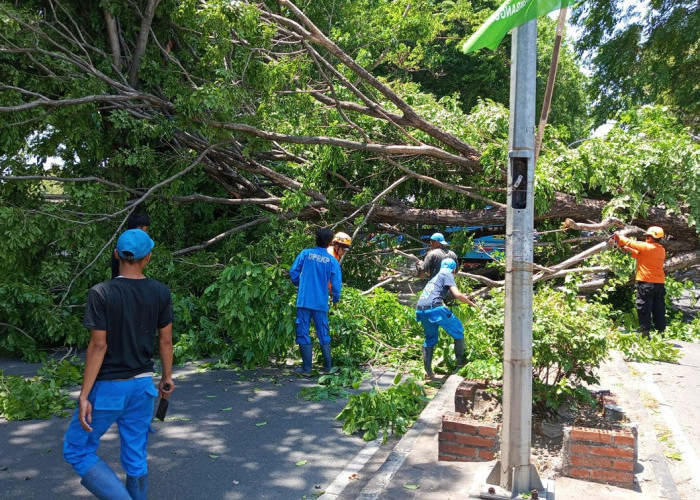 Pohon Tumbang di Jalan Cipto Kota Cirebon, Arus Lalu Lintas Tersendat