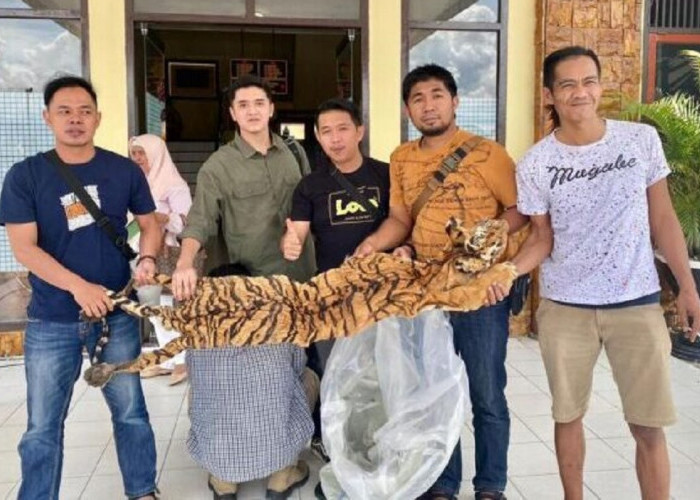 Ibarat Pagar Makan Tanaman, Peraih Kalpataru Justru Tertangkap Tangan Jual Kulit Harimau Sumatera, Sungguh Iro