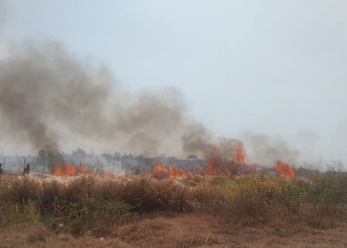 WADUH! 3 Hektare Lahan Bandara Kertajati Kebakaran, Penyebab Belum Diketahui, Petugas Masih Berusaha