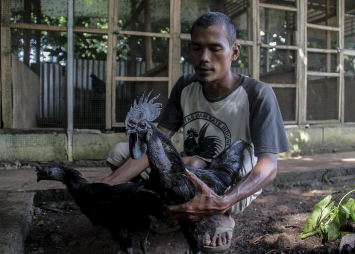 Bisnis Ayam Cemani yang Dikenal Mistis, Jadi Sumber Cuan bagi Tarmudi