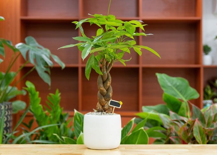 Bukan Hanya Menarik, Ini 6 Tanaman Hias Indoor yang Dipercaya Pembawa Keberuntungan Menurut Feng Shui