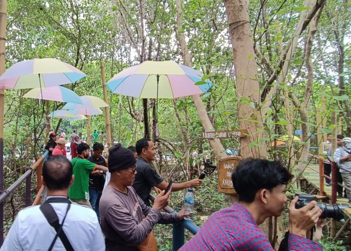 Ekowisata Mangrove Pangarengan Cirebon, Nikmati Keseruan Wisata Susur Sungai dan Treking