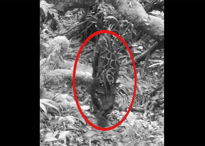 Penampakan Macan Dahan, Pemburu Eksotis Penghuni Pegunungan Tropis Indonesia, Bahayakah Bagi Pendaki?