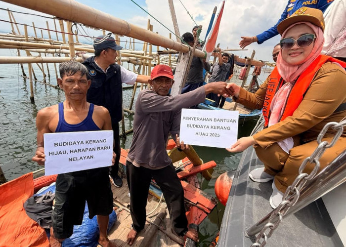 Tak Disangka! Budidaya Kerang Hijau di Kota Cirebon Tumbuh Pesat, Nelayan Siap Panen 