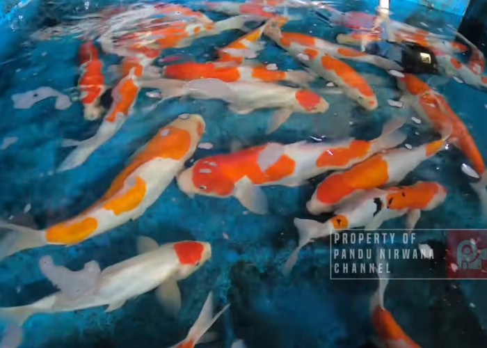 Bukan Akuarium, Berikut Cara Memelihara Ikan Koi Menurut Feng Shui