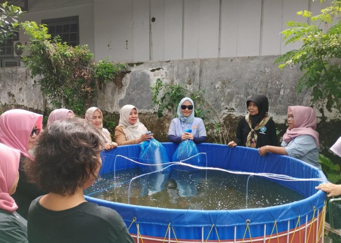 DKP3 Kota Cirebon Kembangkan Budidaya Udang Vaname dengan Metode Kolam Bundar