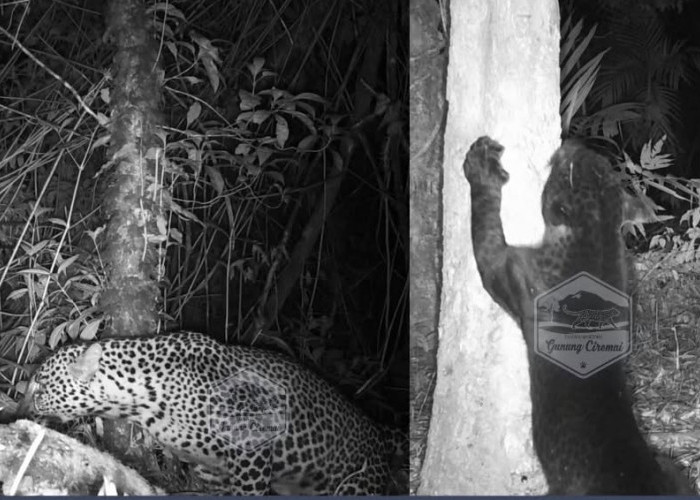 Trio Macan Tutul Penghuni Asli Gunung Ciremai Terekam Camera Trap, Begini Kondisinya