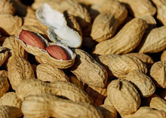 8 Manfaat Kacang Tanah, Baik untuk mencegah Penyakit Diabetes dan Jantung