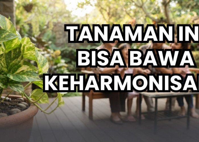 Tiga Tanaman Hias Ini Dipercaya Bawa Keharmonisan di Rumah, Nomor 1 Tahan Banting di Segala Kondisi Cuaca!