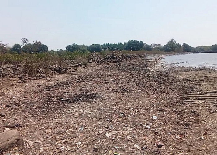 PANGLING! Kondisi Pantai Kesenden Cirebon Setelah Mega Clean Up Bareng Pandawara Group, Mau Jadi Tempat Wisata