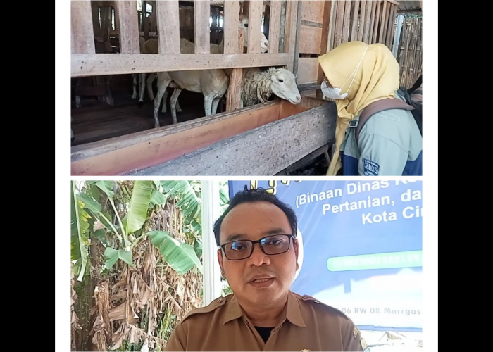 DKPPP Kota Cirebon Awasi Ketat Hewan Kurban dari Luar Daerah, Ini Tujuannya