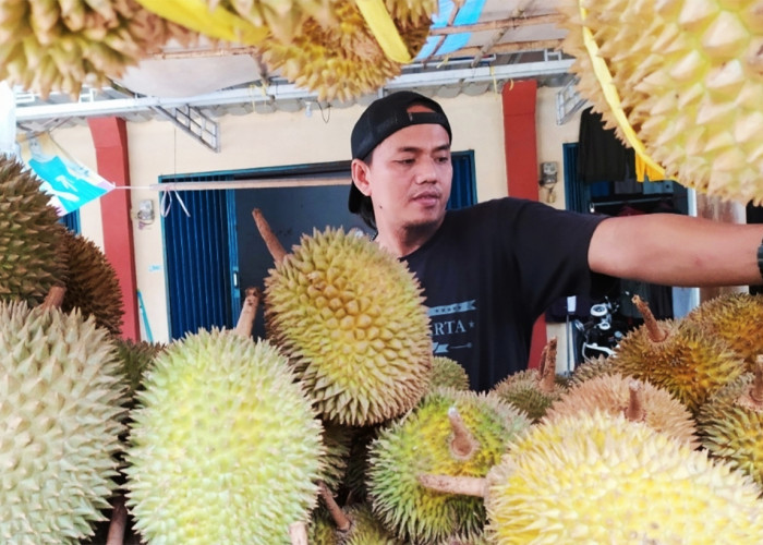 Mengenal 8 Jenis Durian di Sinapeul, Sentra Durian Dekat dari Cirebon yang Wajib Dicoba