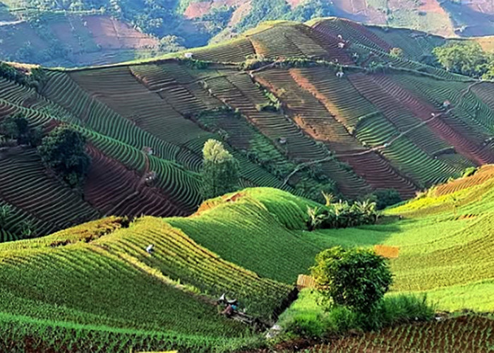 View Terbaik Terasering Panyaweuyan Majalengka, Datang di Waktu yang Tepat