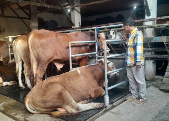 Hewan Kurban Terlaris di Cirebon 2026, Domba Garut dan Sapi Simental Dominan