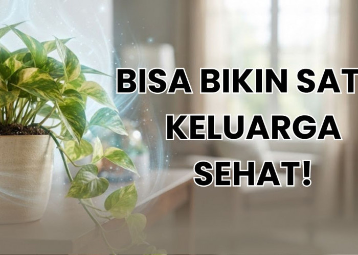 5 Tanaman Hias Untuk Kesehatan yang Bisa Kamu Rawat di Rumah, Bisa Cegah Penyakit Berbahaya!