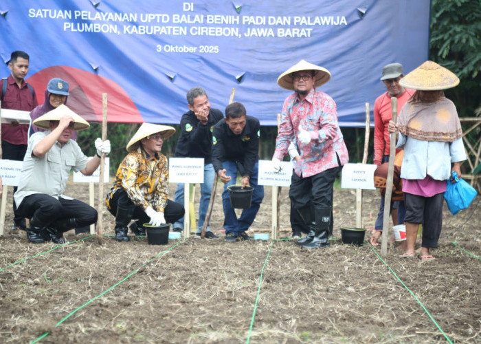 Bupati Cirebon dan Wagub Jabar Tanam Pohon Pengganti Beras di Plumbon, Apa Itu?