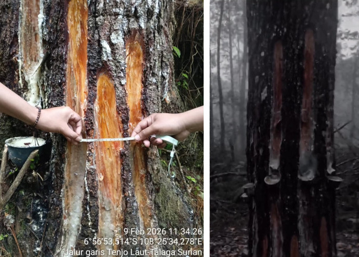 Polemik Penyadapan Getah Pinus di Hutan Gunung Ciremai, BTNGC Akhirnya Buka Suara