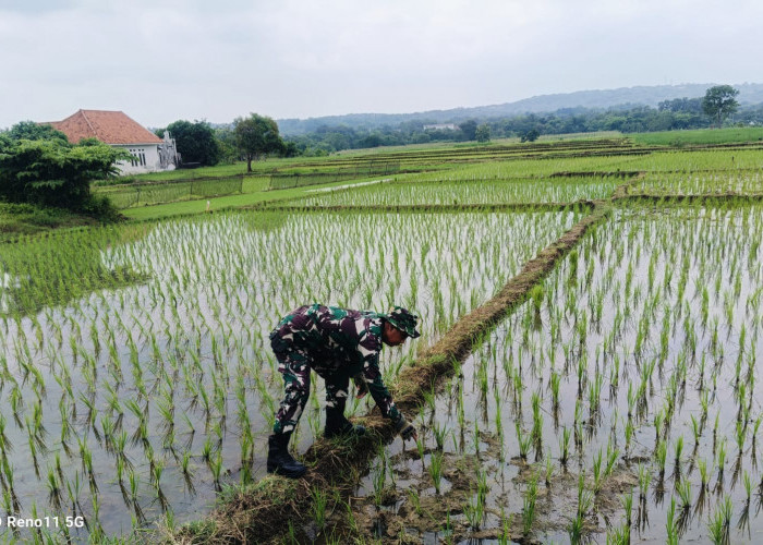 Sukseskan Ketahanan Pangan Nasional, Babinsa Kalijaga Dampingi Poktan Sidemung