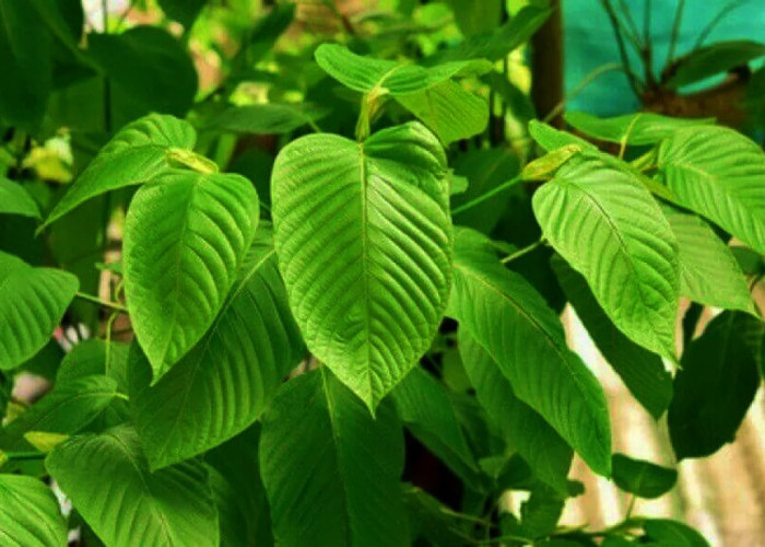 7 Kandungan dalam Daun Kratom yang Perlu Diketahui, Herbal yang Dijuluki 'Narkoba Baru' dari Indonesia