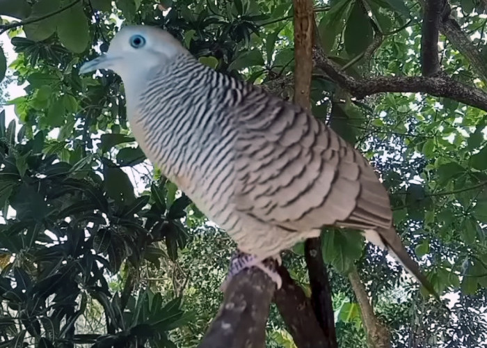 5 Jenis Burung Perkutut yang Mengandung Mitos Adat Jawa, Memengaruhi Wibawa, Rezeki dan Keberuntungan