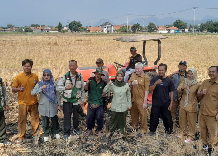 Petani Palimanan Mulai Terapkan PMAAS, Produktivitas Padi Ditarget Naik hingga 13 Ton per Hektare