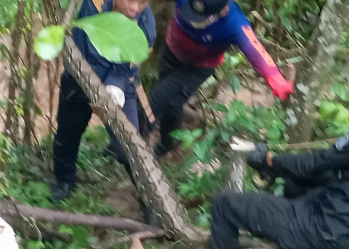 Nyaris Ancam Ternak, Ular Sanca Besar Diamankan Damkar Kuningan